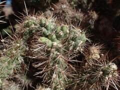 Cylindropuntia whipplei