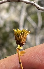 Asphondylia rosetta