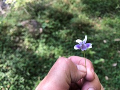 Viola hederacea