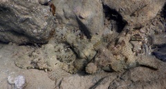 Cymbacephalus beauforti