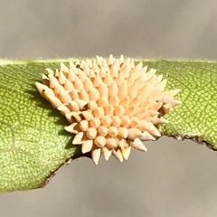 Poneridia semipullata
