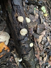 Favolaschia manipularis