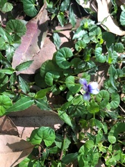 Viola hederacea