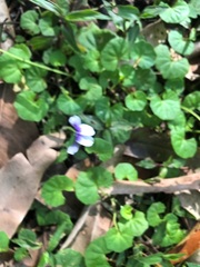 Viola hederacea