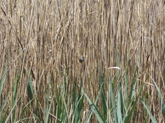 Cistothorus platensis