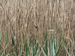 Cistothorus platensis