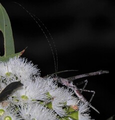 Zaprochilus mongabarra