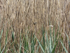 Cistothorus platensis