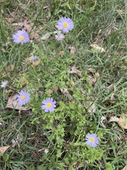 Brachyscome spathulata