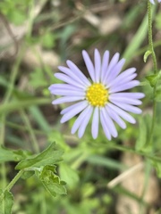 Brachyscome spathulata