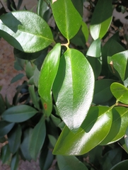 Camellia sasanqua