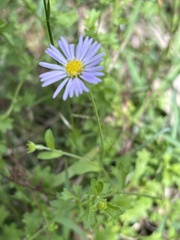 Brachyscome spathulata