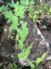 Passiflora subpeltata