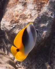 Chaetodon ulietensis