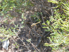 Erythrodiplax corallina