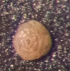 Lepidodeuterammina sinuosa