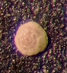 Lepidodeuterammina sinuosa
