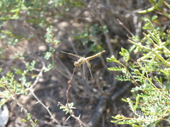 Erythrodiplax corallina