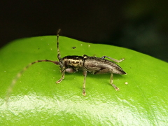 Xylotoles pattesoni