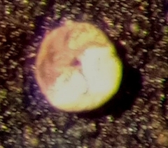 Lepidodeuterammina sinuosa