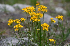 Erysimum capitatum
