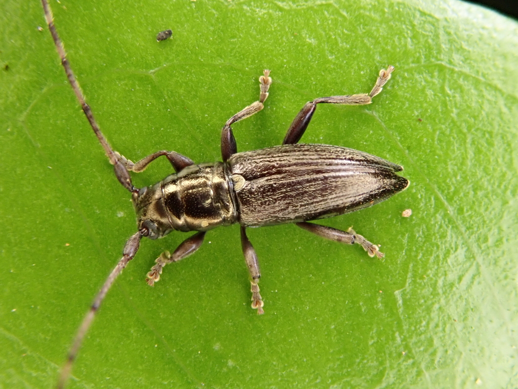 Xylotoles pattesoni