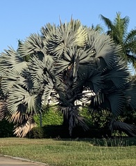 Bismarckia