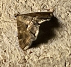 Hymenia perspectalis