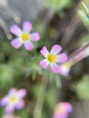 Leptosiphon ciliatus