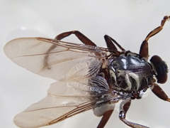 Hippoboscidae