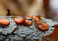 Scutellinia