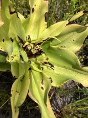Myrmicaria nigra