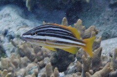 Lutjanus carponotatus