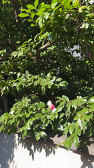 Camellia japonica