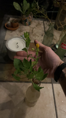 Heterotheca subaxillaris