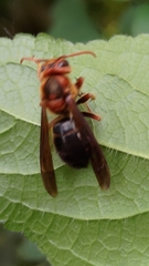 Vespa basalis