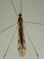 Dicranomyia