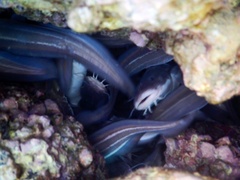 Plotosus lineatus