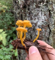 Chrysomphalina chrysophylla