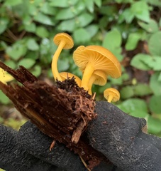 Chrysomphalina chrysophylla