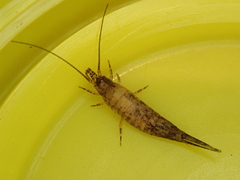 Meinertellidae