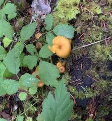 Chrysomphalina chrysophylla