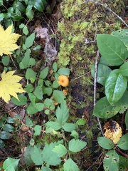 Chrysomphalina chrysophylla