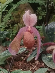 Sigmatopetalum