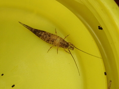 Meinertellidae
