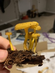 Chrysomphalina chrysophylla