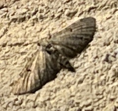 Eupithecia miserulata