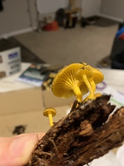 Chrysomphalina chrysophylla