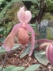 Sigmatopetalum