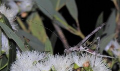 Zaprochilus mongabarra